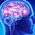 تحقیق در مورد مغز انسان