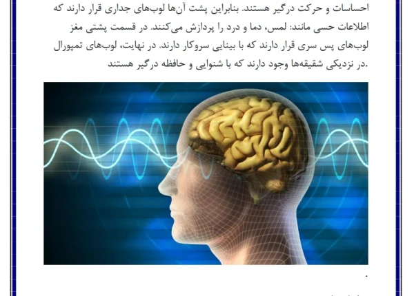 تحقیق در مورد مغز انسان 5